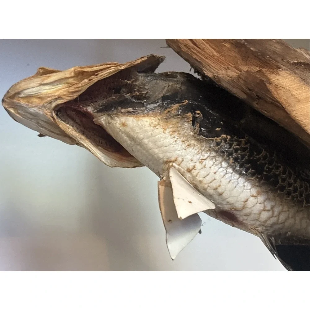 2 Fish Taxidermy Wall Mount on Driftwood (Crappie? Smallmouth Bass? - 14